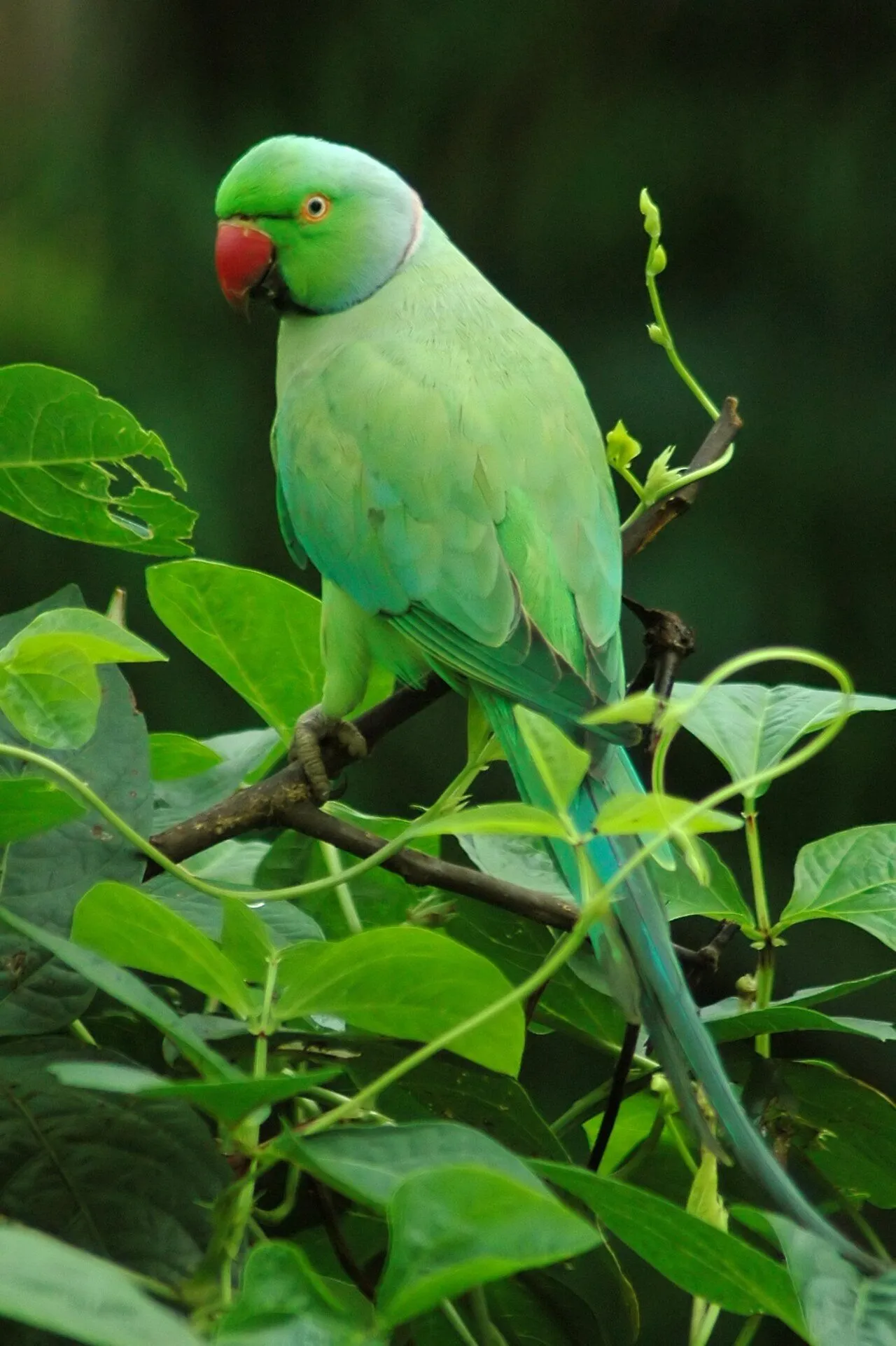 Foto de Perico de Collar (Cotorra de Kramer)