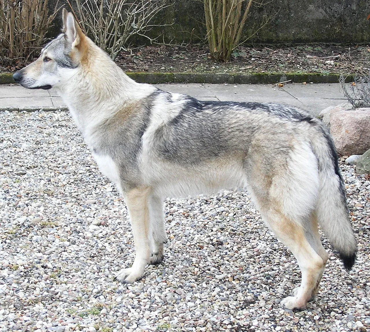 Foto de Perro Lobo Checoslovaco