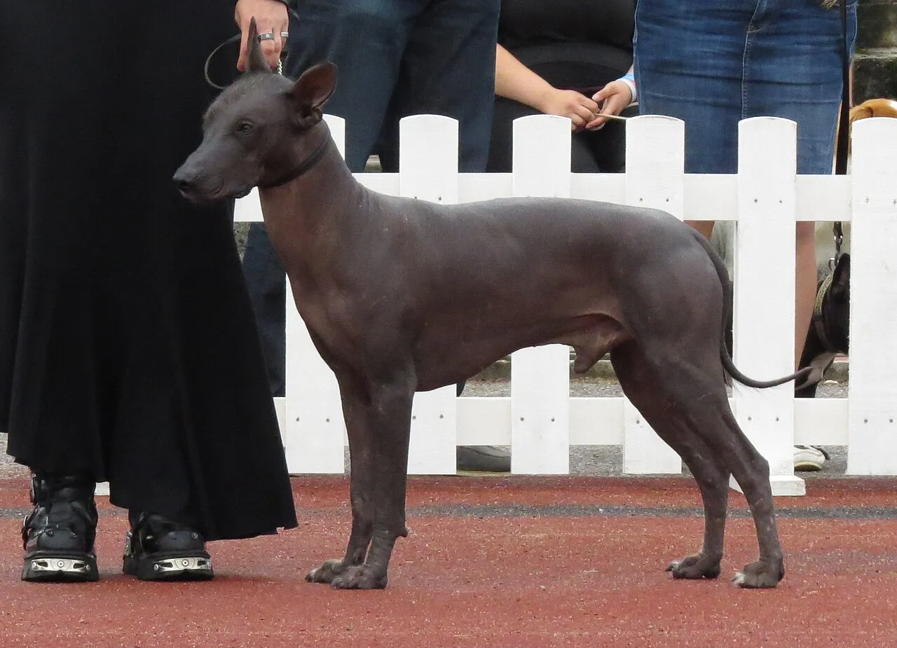 Foto de Perro Sin Pelo del Perú