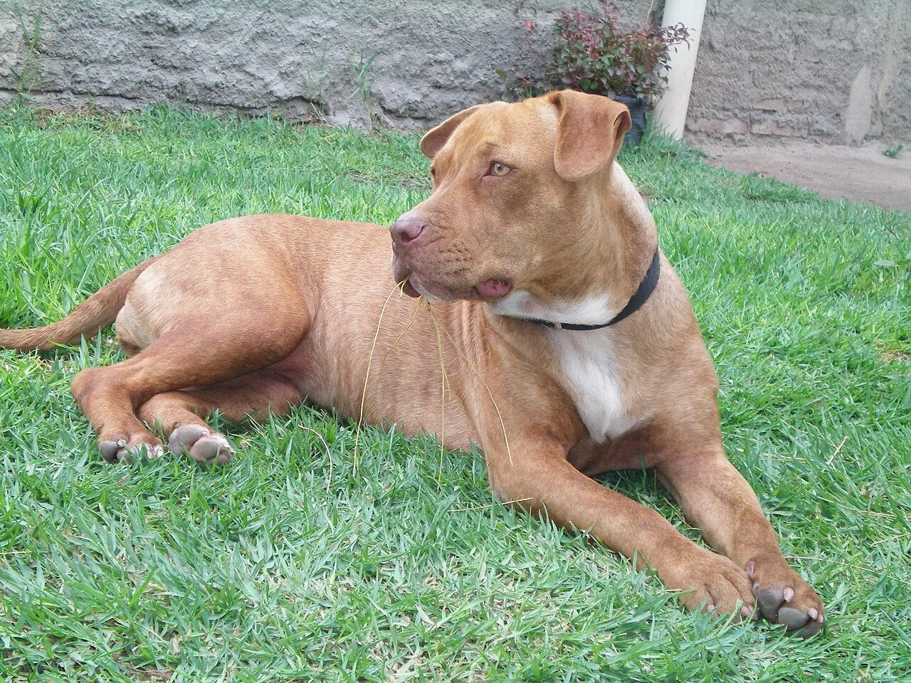 Foto de Pitbull (American Pit Bull Terrier)