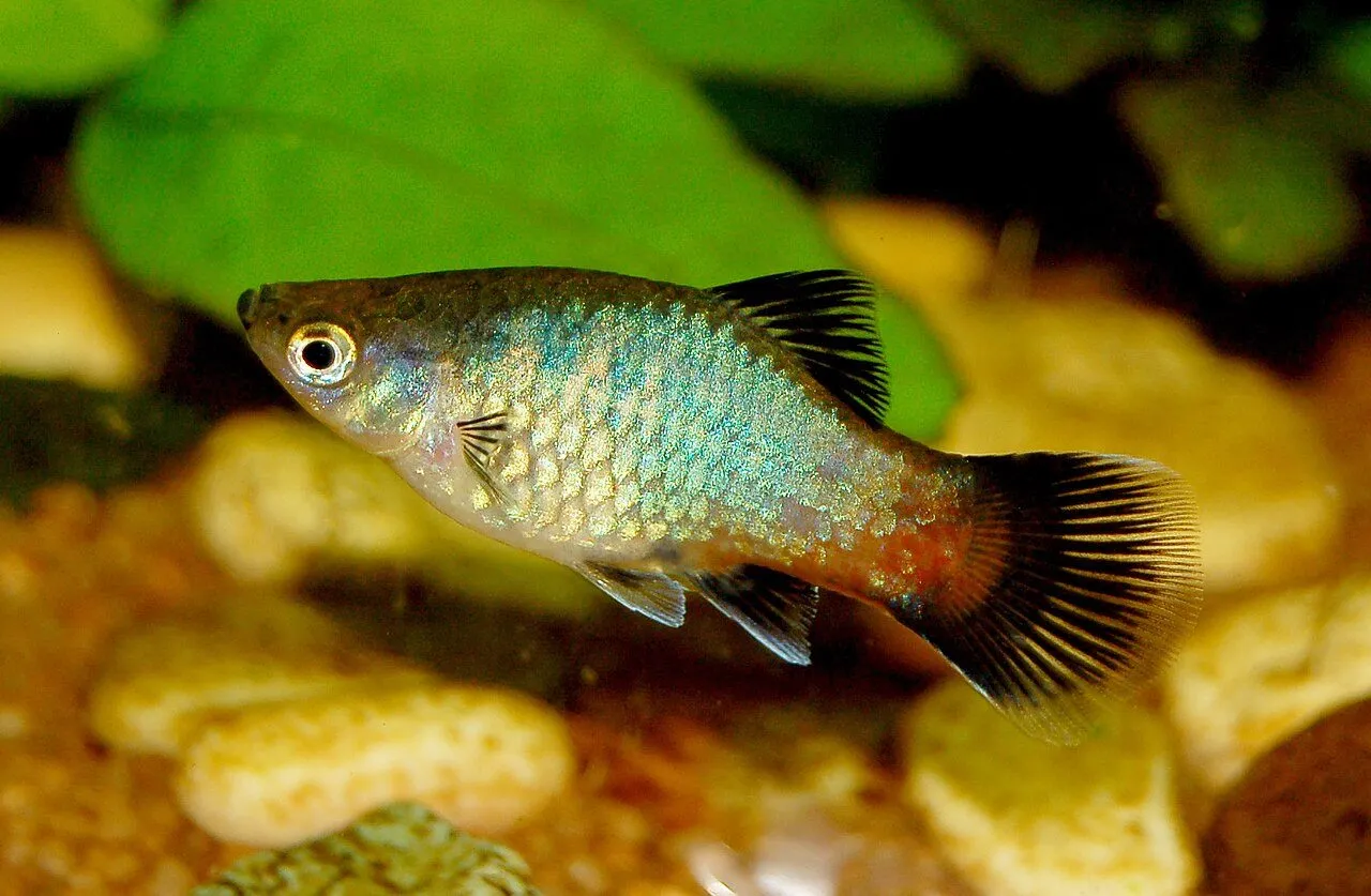 Foto de Platy