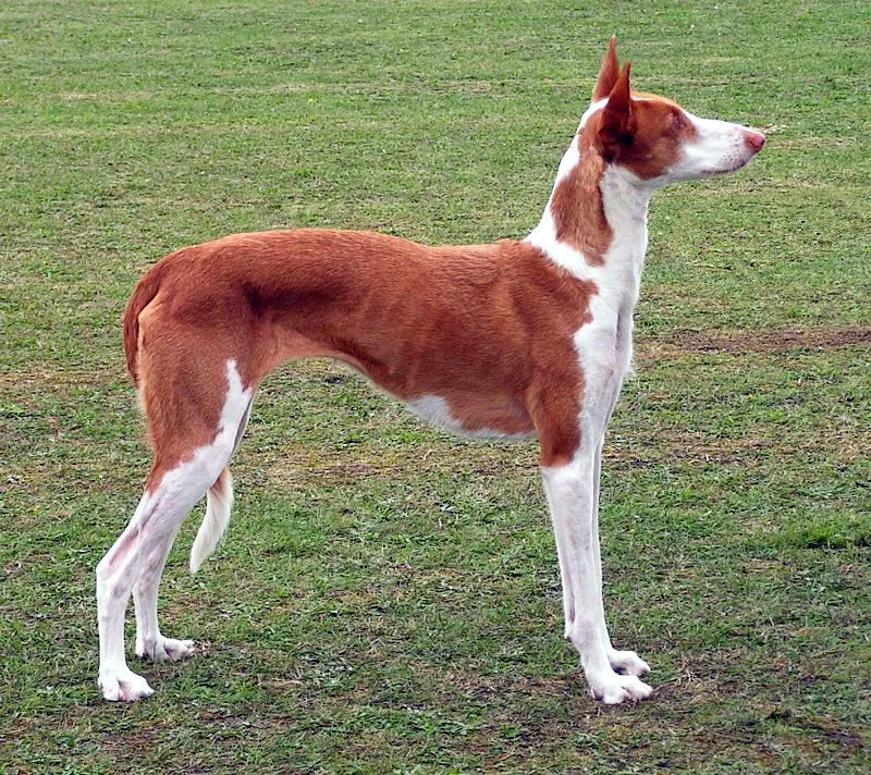 Foto de Podenco Ibicenco