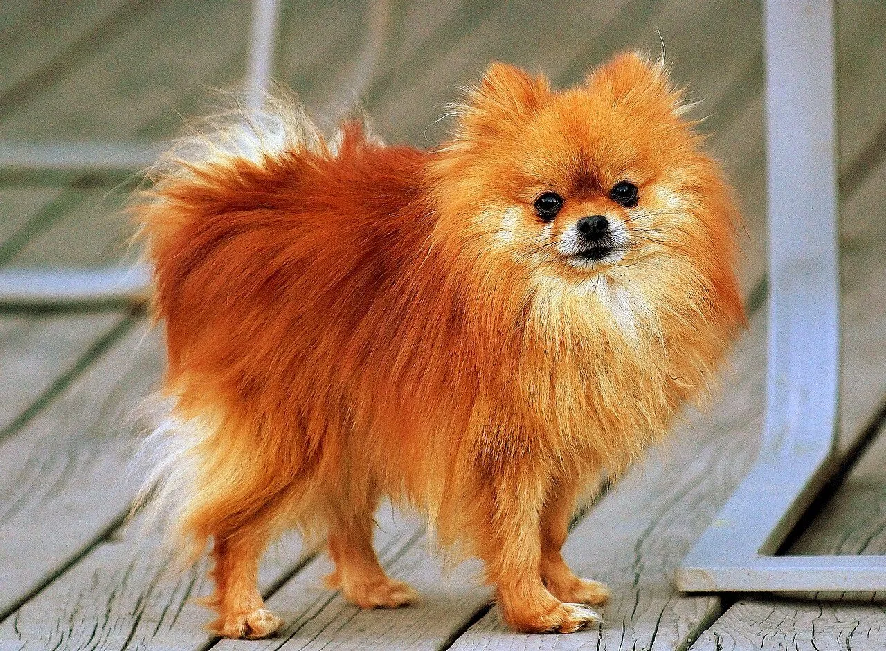 Foto de Pomerania (Spitz Enano)