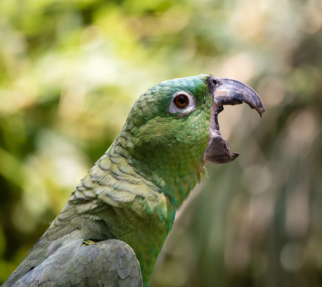 Loro verde con el pico completamente abierto mientras vocaliza con fuerza