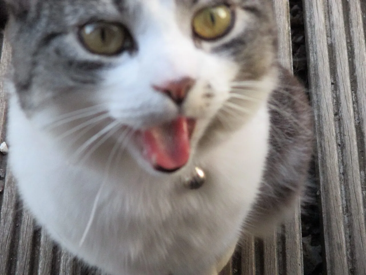 Gato doméstico con la boca abierta maullando para comunicarse con su familia