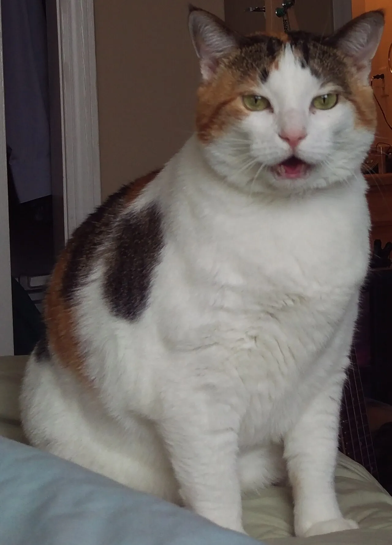 ¿Por qué mi gato maúlla mucho (y de noche)?