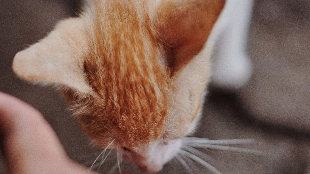 ¿Por qué mi gato me muerde? Causas y cómo evitarlo