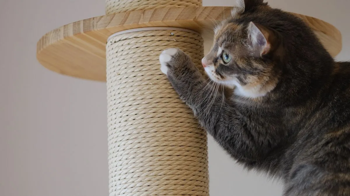 ¿Por qué mi gato rasguña todo? Cómo redirigirlo