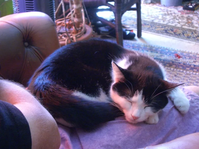 Gato blanco y negro dormido y acurrucado con gesto tranquilo sobre el regazo