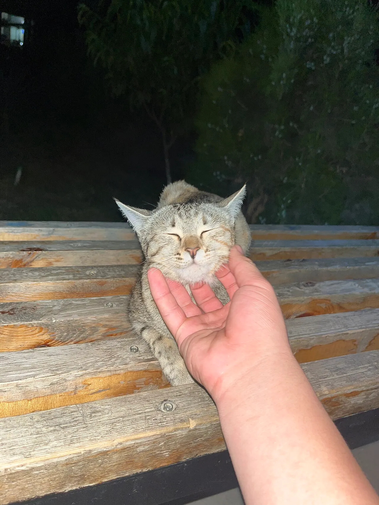 ¿Por qué ronronea mi gato?