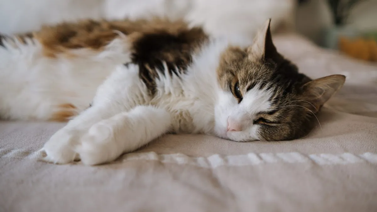 ¿Por qué vomita mi gato? Causas y cuándo preocuparse