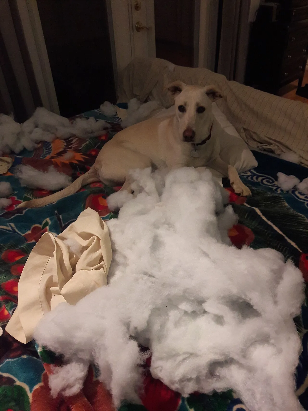 Por qué mi perro destruye cosas (y cómo evitarlo)