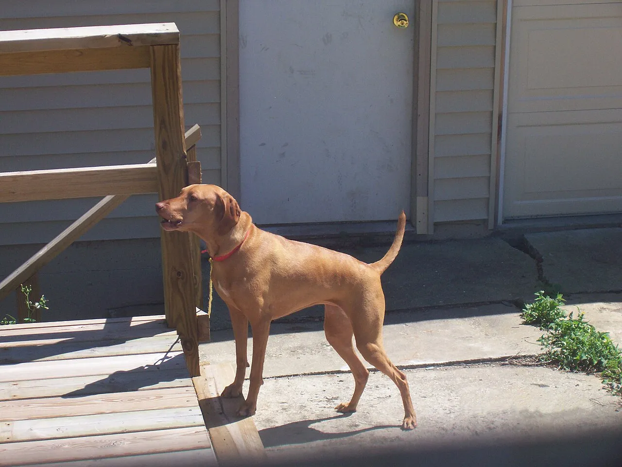 Perro ladra alerta en la entrada de la casa, en actitud vigilante hacia el exterior