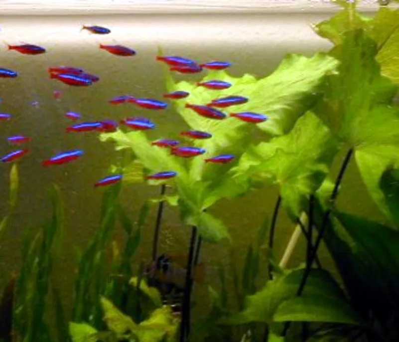 Cardumen de tetras neón nadando entre plantas en un acuario saludable