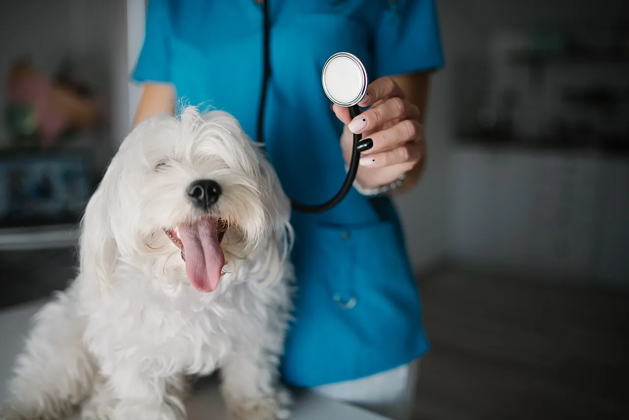 Veterinaria con estetoscopio atiende a un perro blanco tranquilo en la consulta