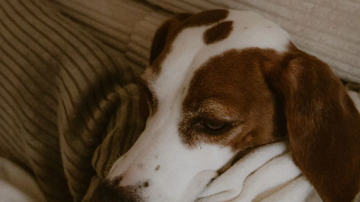 ¿Por qué vomita mi perro? Causas, qué hacer y cuándo ir al veterinario