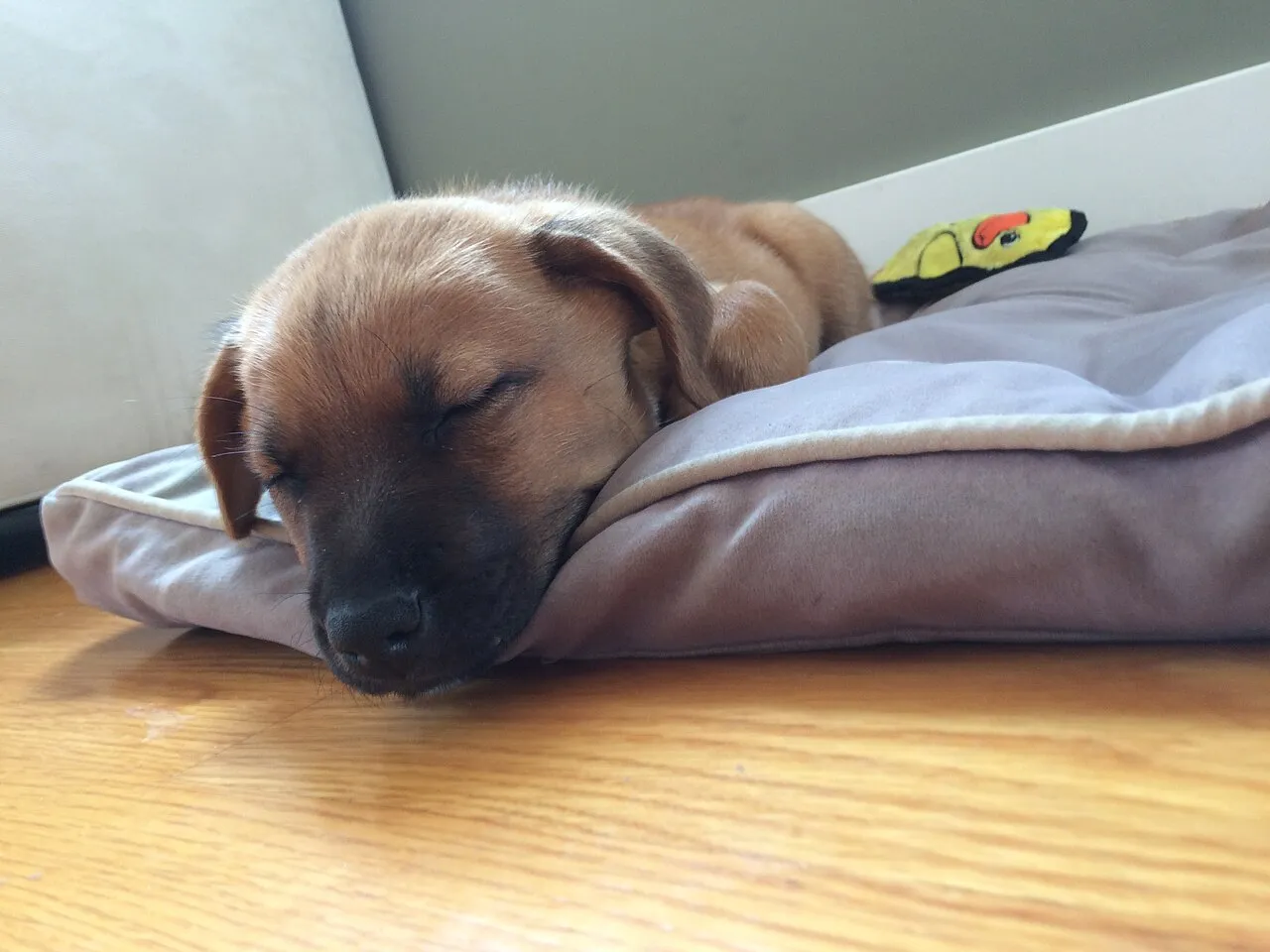 Cachorro café dormido plácidamente sobre un cojín en casa junto a su juguete
