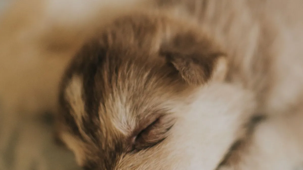 Primeros cuidados de un cachorro recién llegado