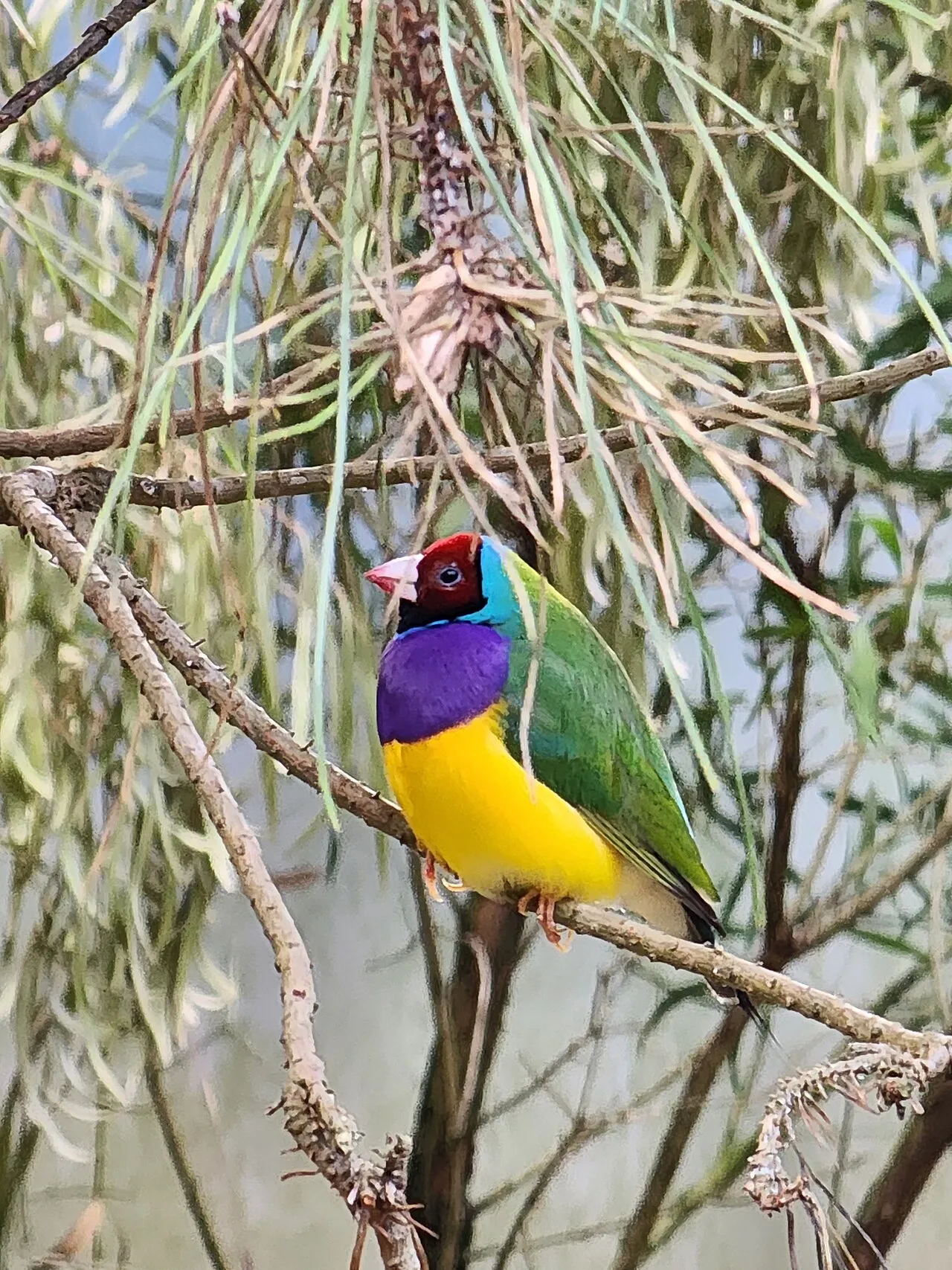 Diamante de Gould de colores vivos posado y en reposo sobre una rama