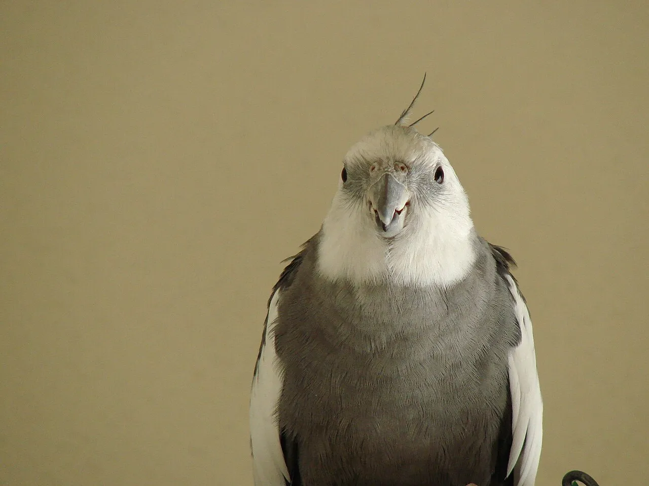 Problemas respiratorios en aves: señales y urgencias