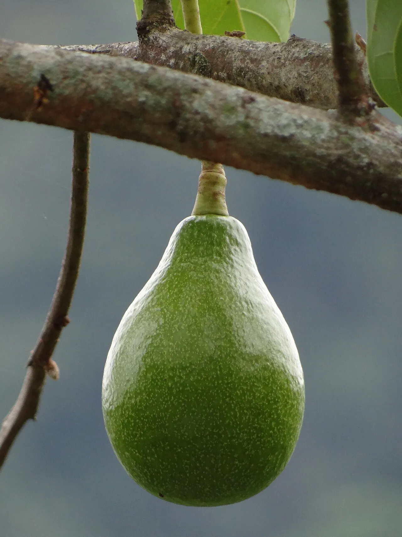Aguacate verde entero colgando de la rama de un árbol antes de madurar