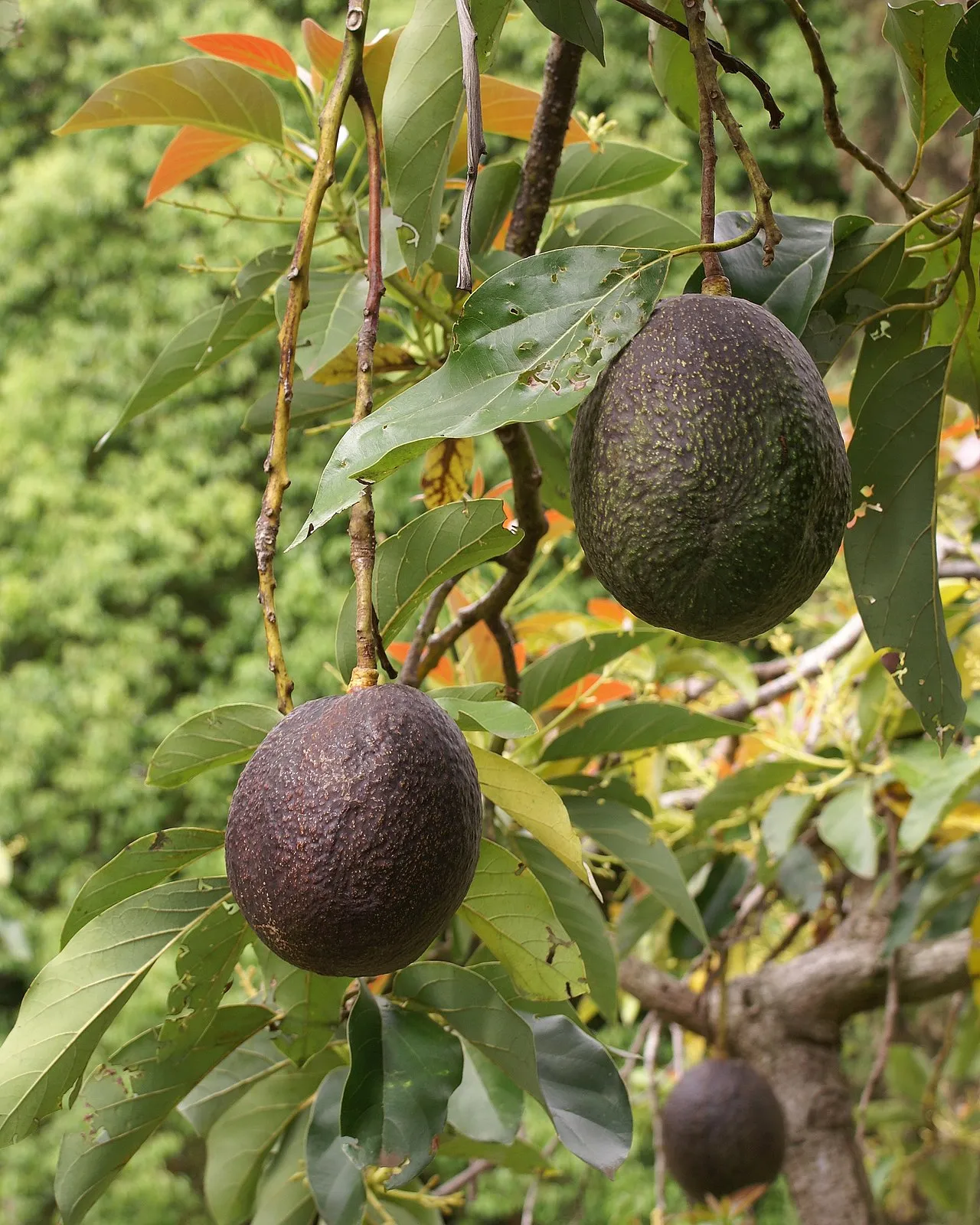 ¿Los perros pueden comer aguacate? La verdad sobre la persina