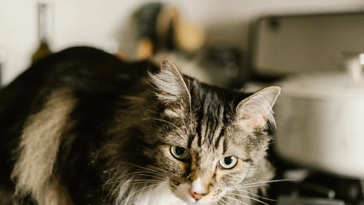 ¿Los gatos pueden comer huevo?