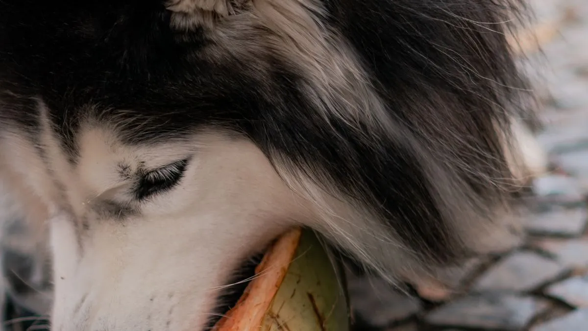 ¿Los perros pueden comer manzana?