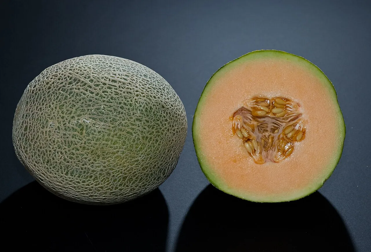 ¿Los gatos pueden comer melón?