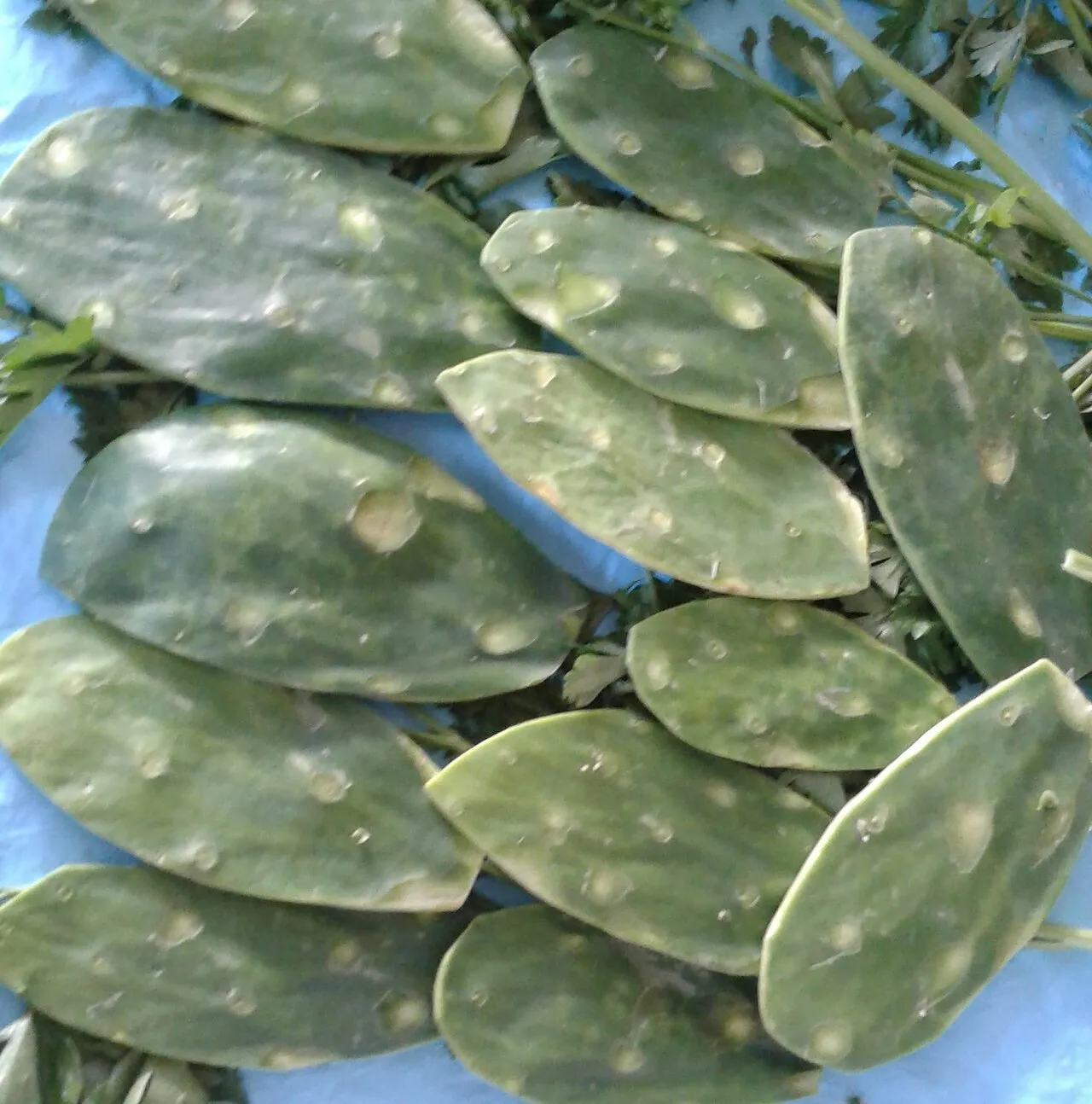 ¿Los perros pueden comer nopal?