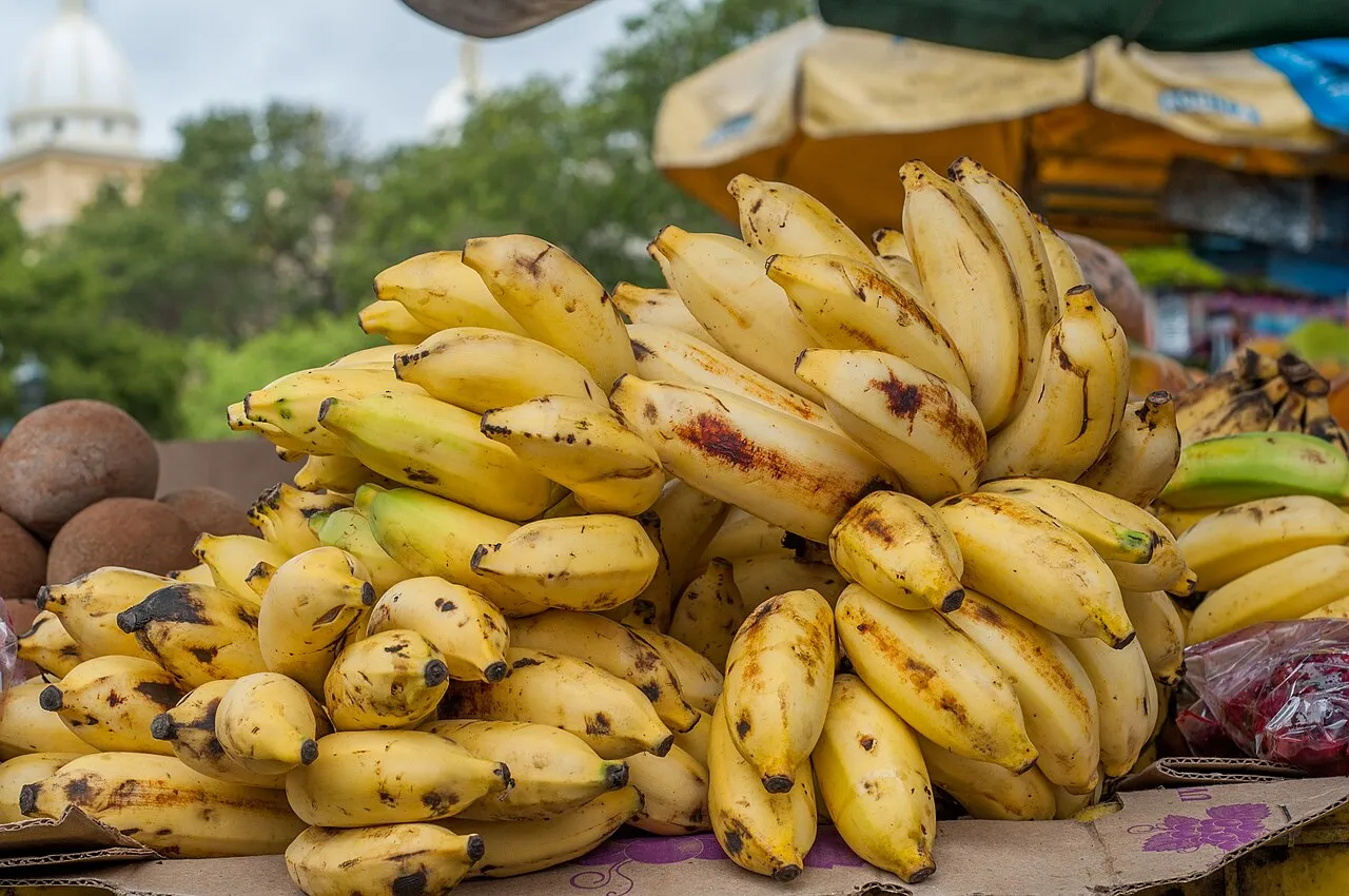 ¿Los gatos pueden comer plátano?