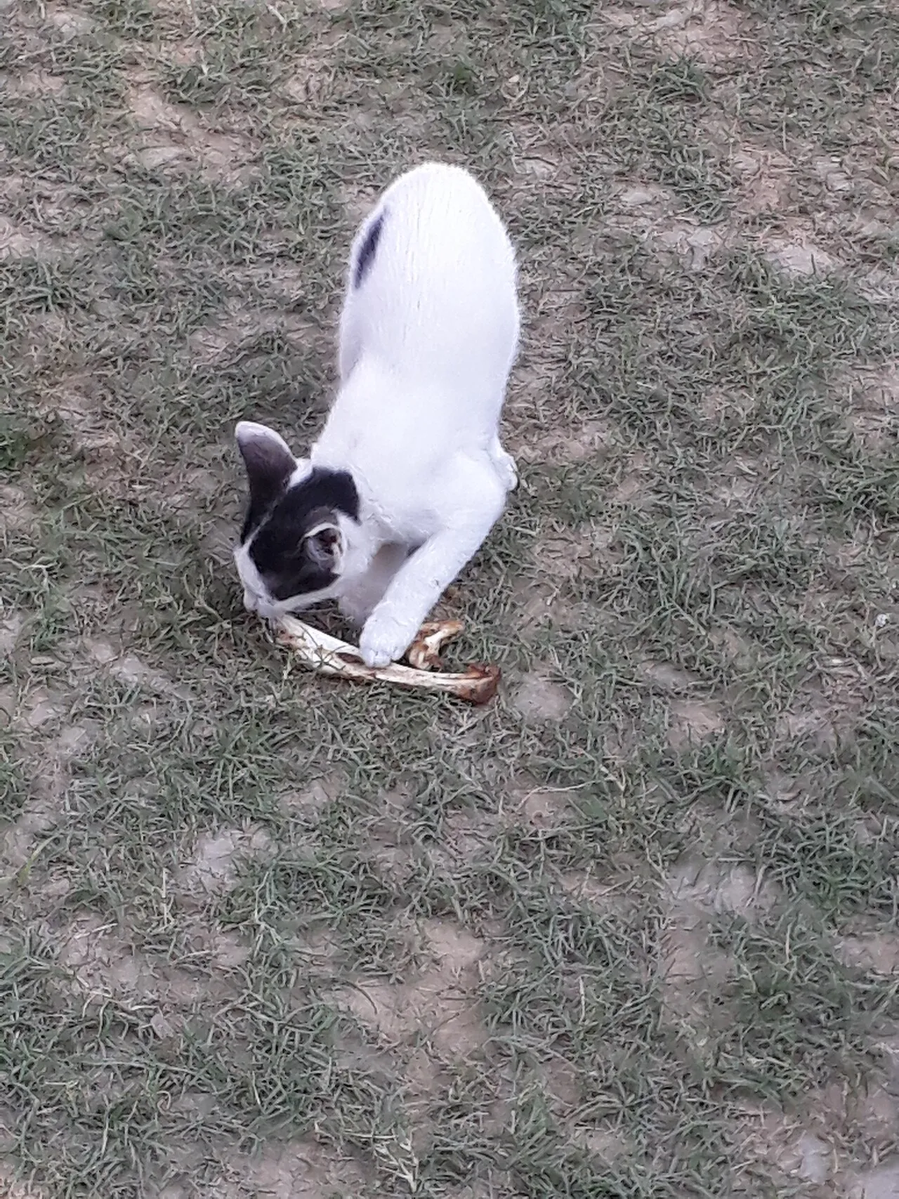 Gato comiendo un trozo de carne con hueso al aire libre