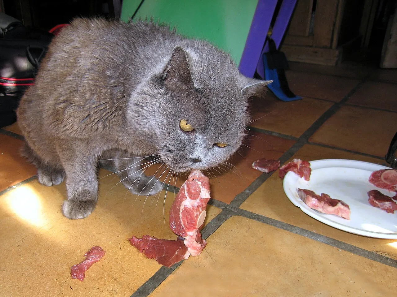 ¿Los gatos pueden comer pollo?