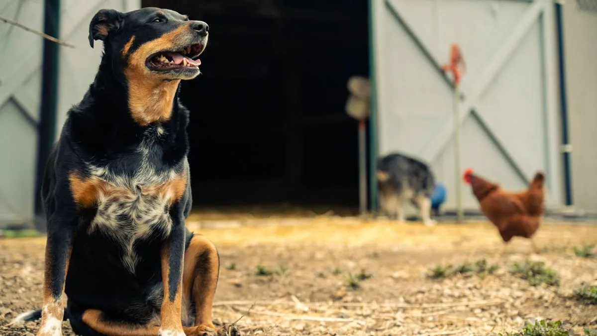 ¿Los perros pueden comer pollo?