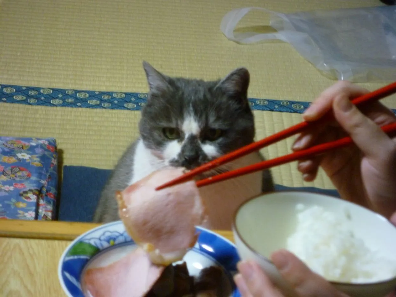 ¿Los gatos pueden comer queso?