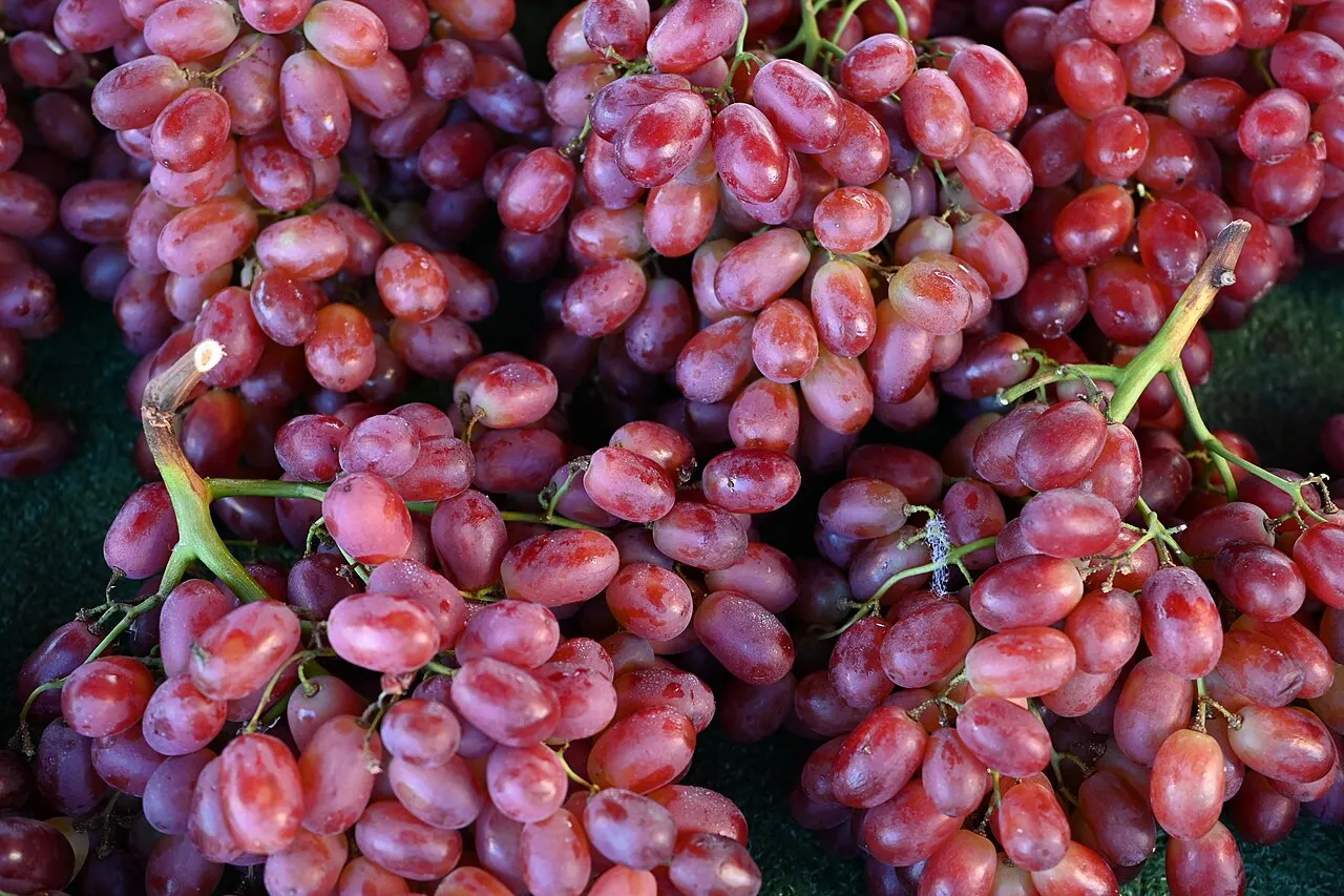 ¿Los perros pueden comer uvas?