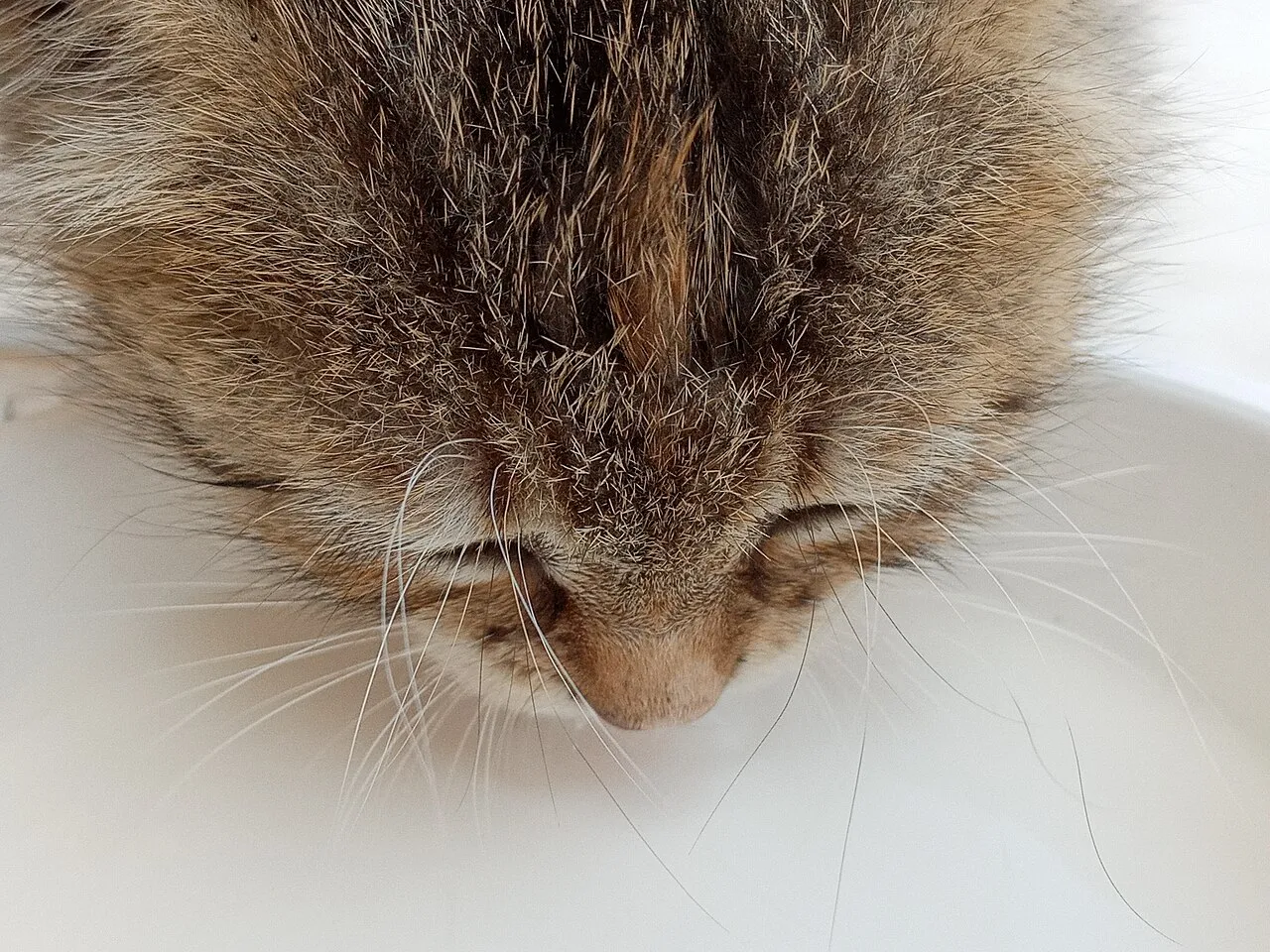 ¿Los gatos pueden tomar leche?