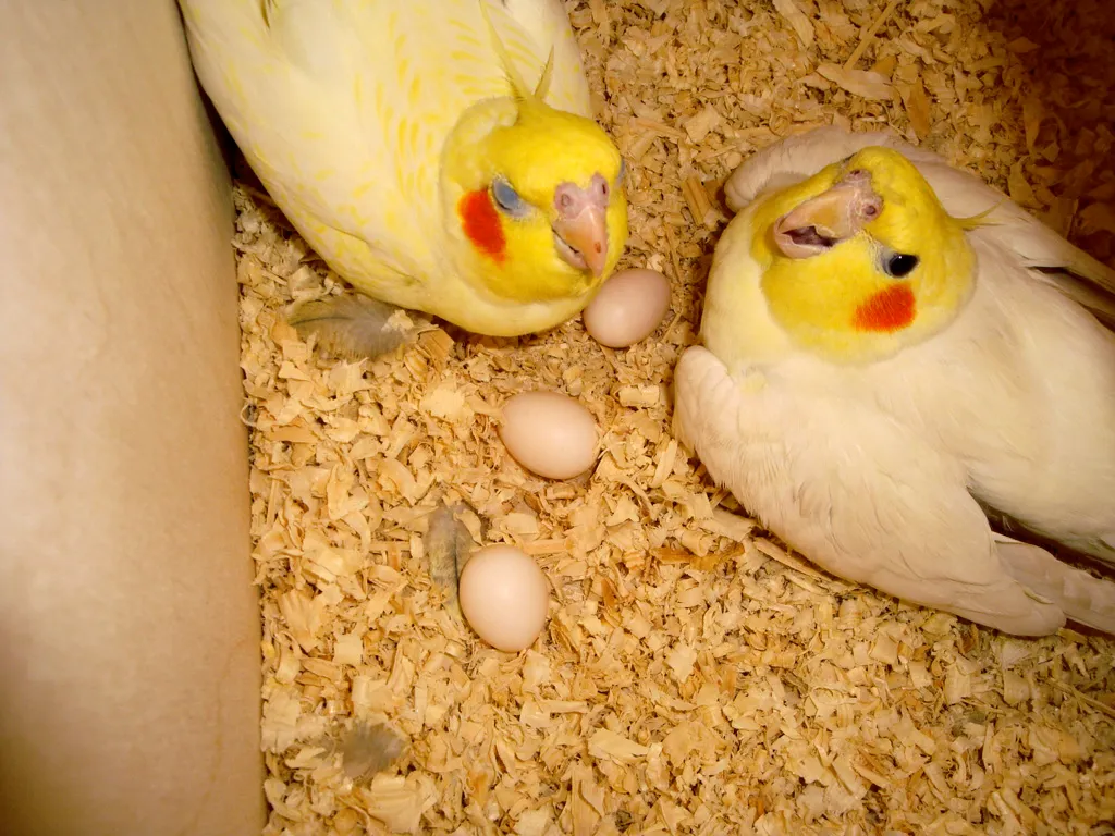 Puesta de huevos sin macho: por qué pasa y cuándo es un problema