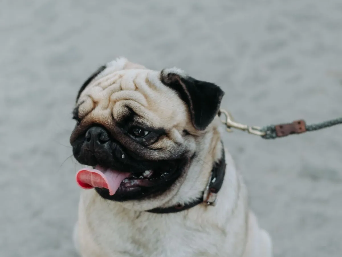 Foto de Pug (Carlino)