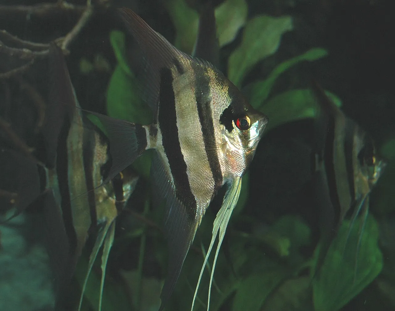 Pez ángel de acuario nadando tranquilo entre plantas acuáticas verdes