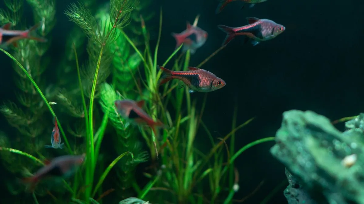 Punto blanco en peces (ich): síntomas y tratamiento