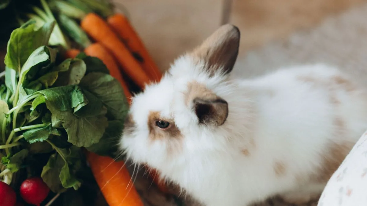 ¿Qué comen los conejos? Guía de alimentación