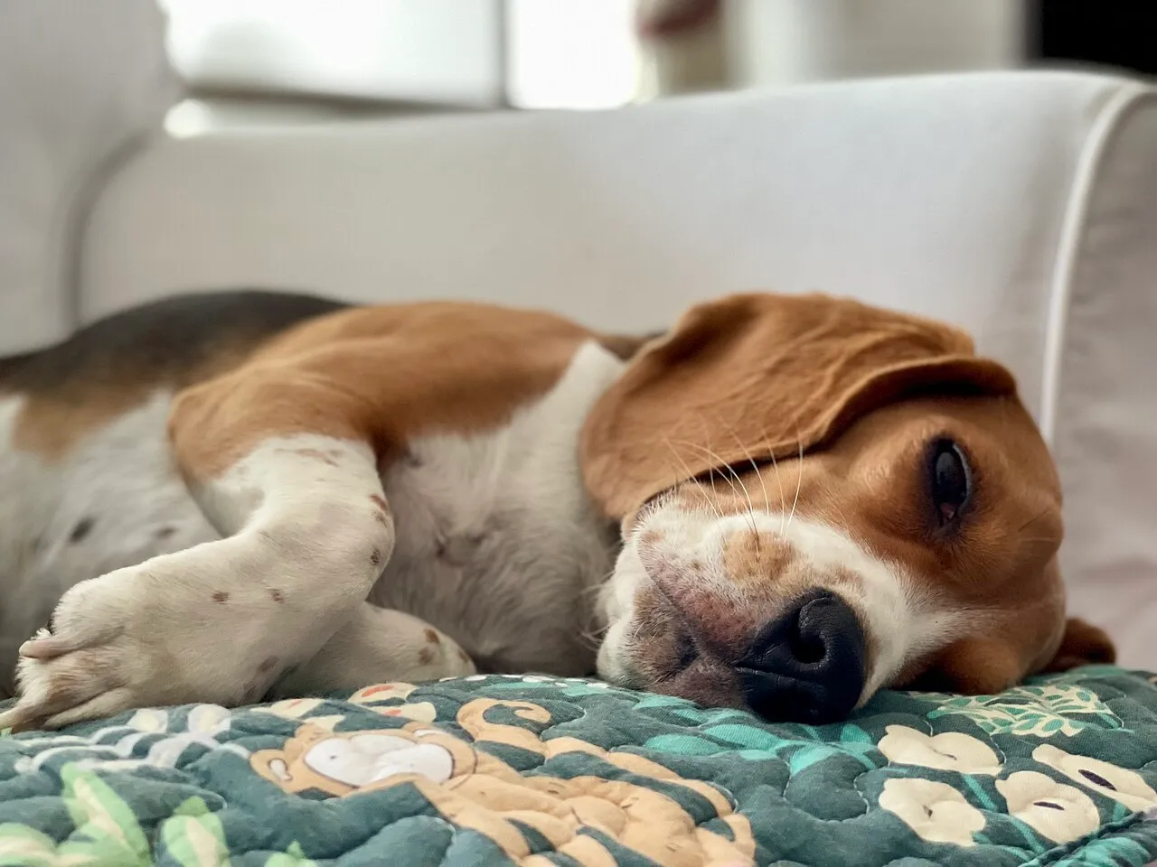 ¿Qué le puedo dar a mi perro para los cohetes?