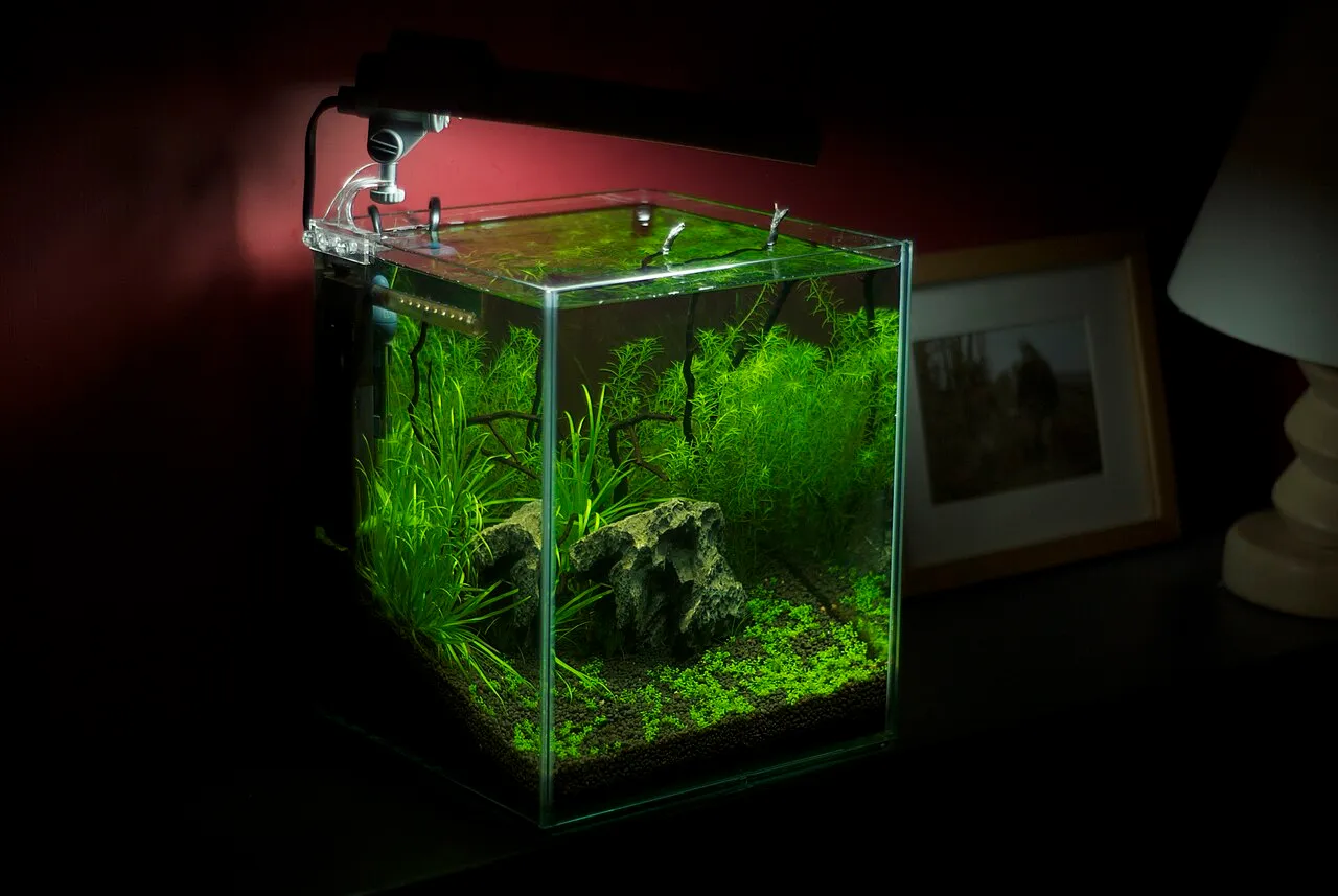 ¿Qué tamaño de acuario elegir para empezar?