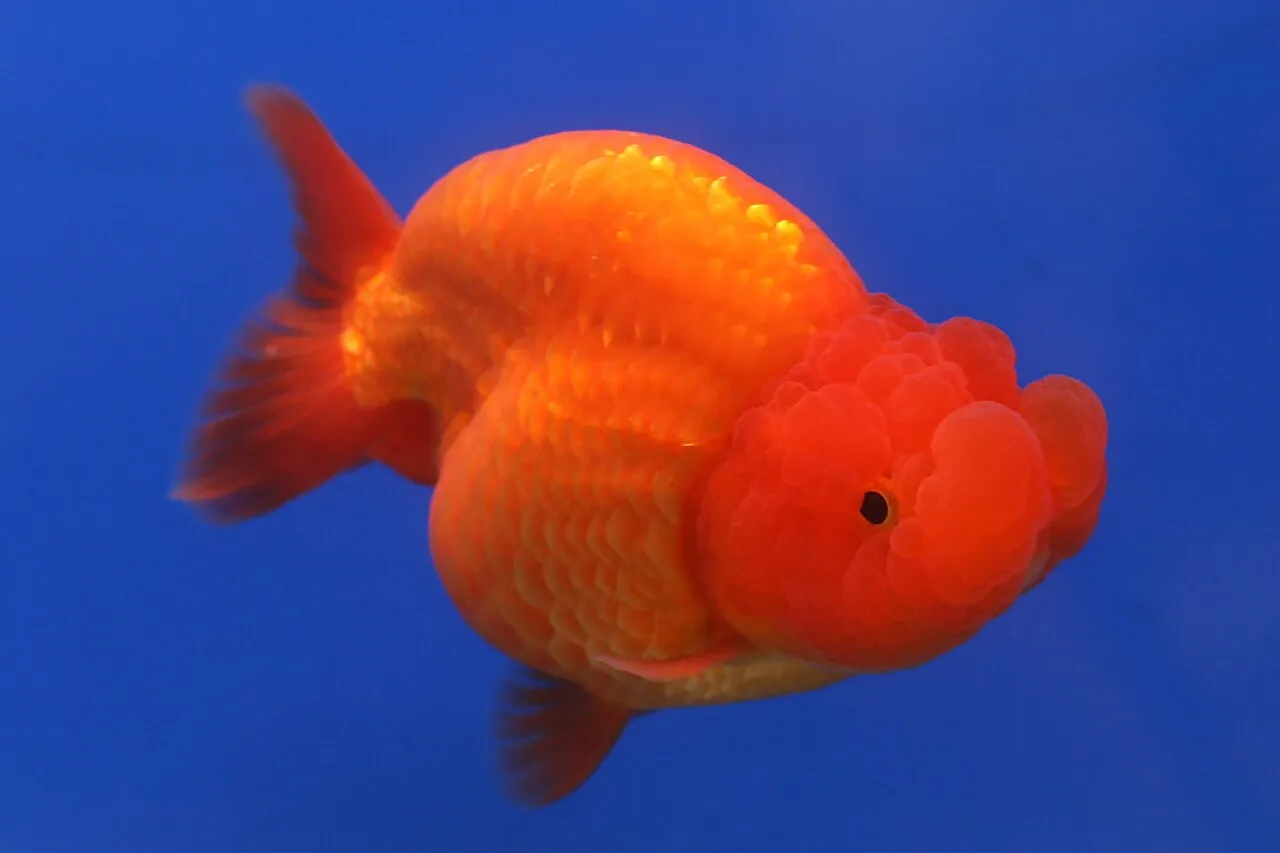 Foto de Goldfish Ranchu