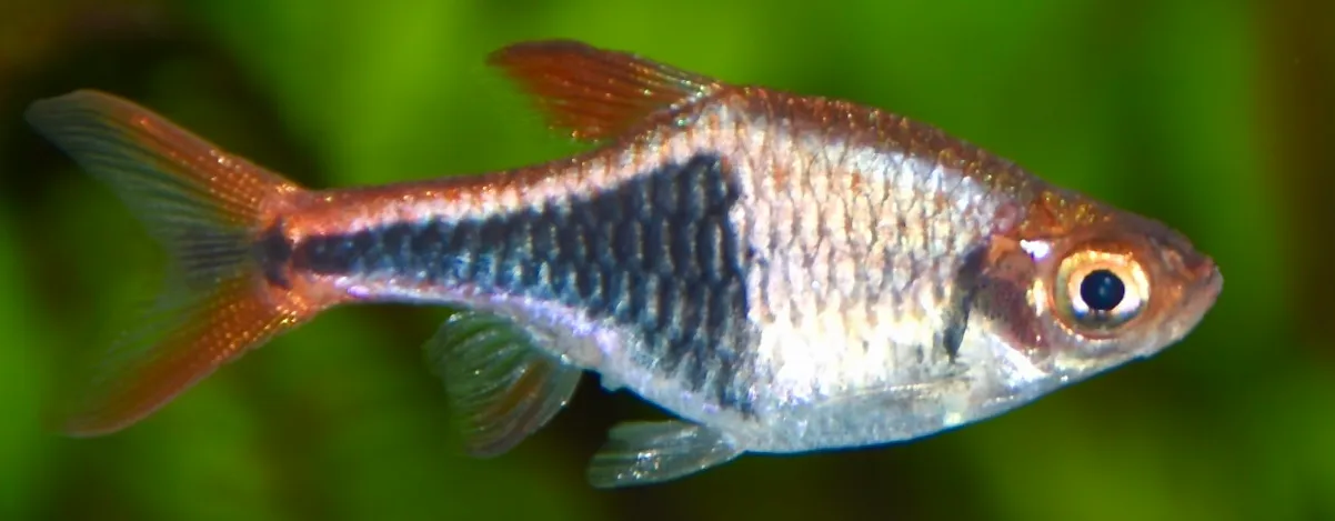 Foto de Rasbora Arlequín