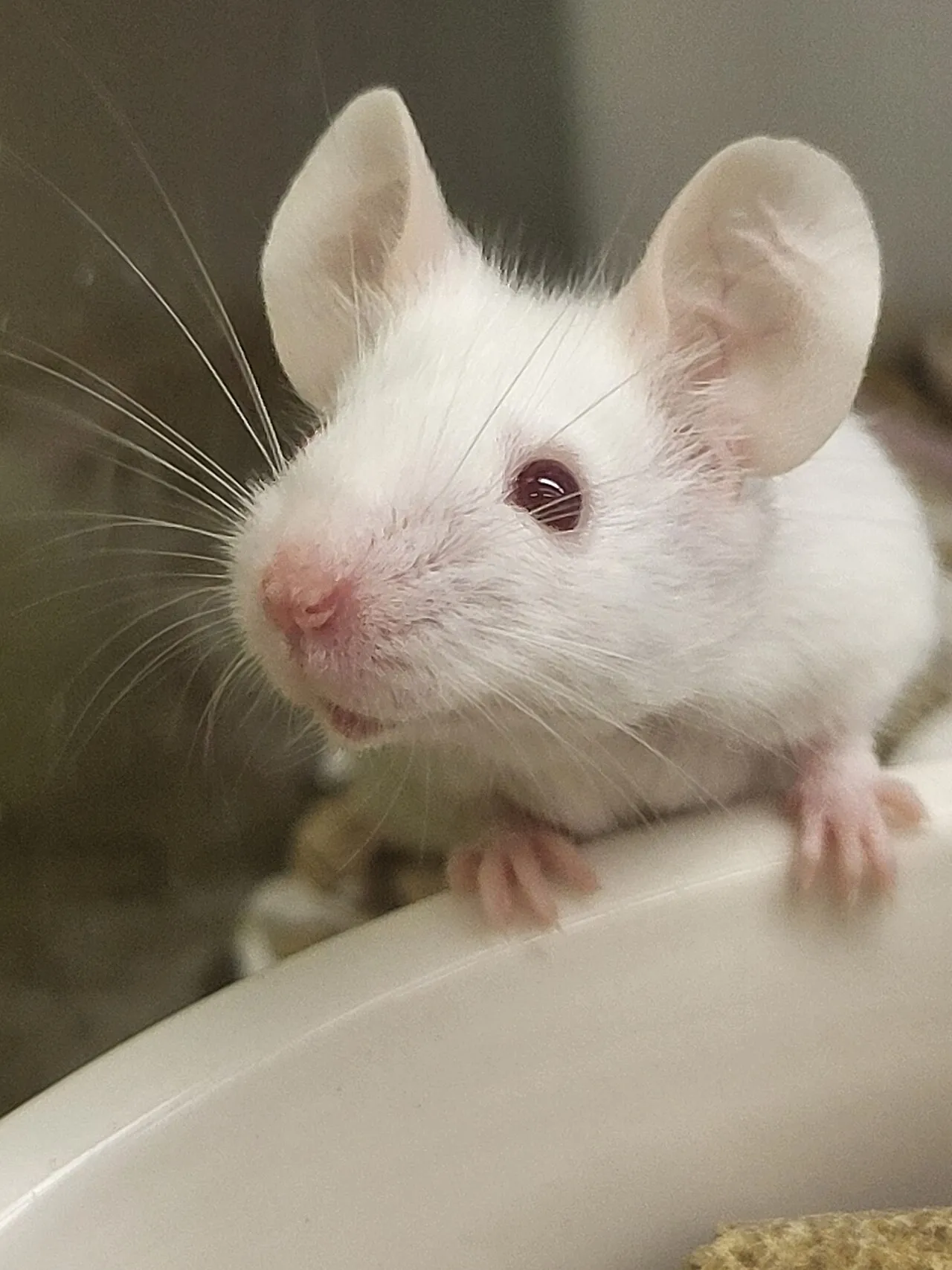 Foto de Ratón Doméstico