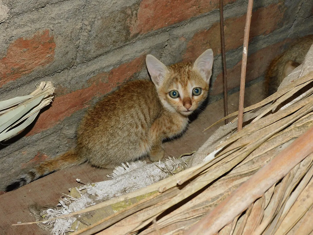 Gatito callejero escondido junto a un muro de ladrillo entre hojas secas