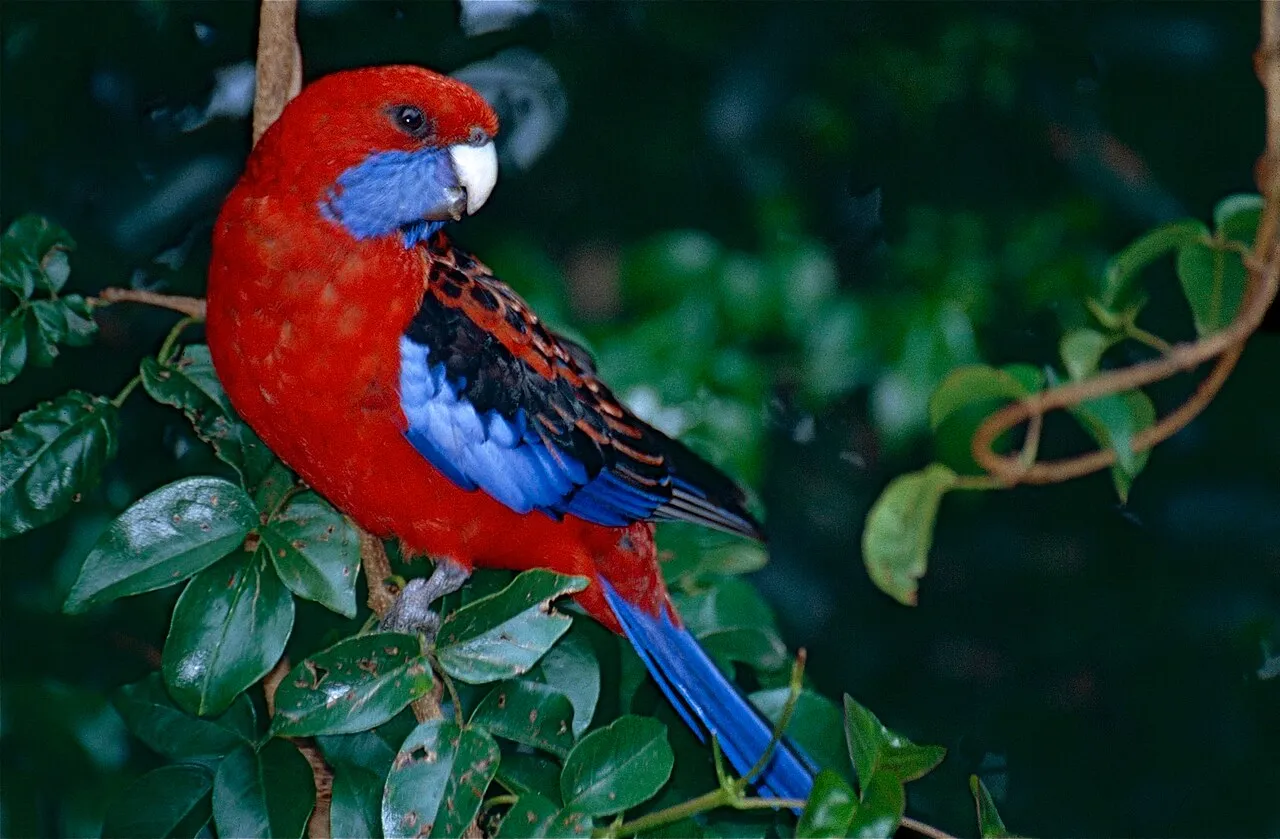 Foto de Rosella Carmesí (Rosela Elegante)