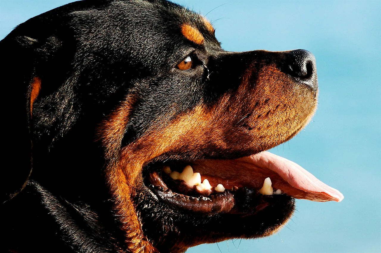 Foto de Rottweiler